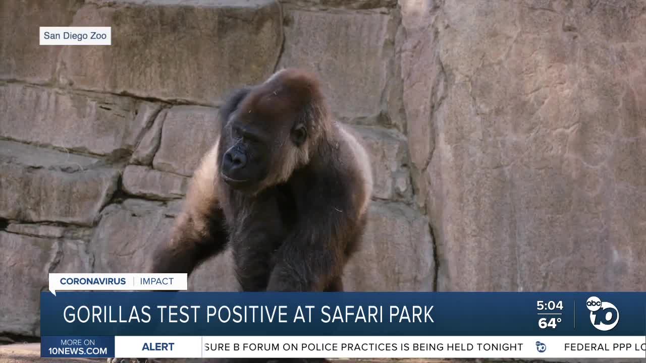 Gorilla troop at San Diego Zoo Safari Park tests positive for coronavirus