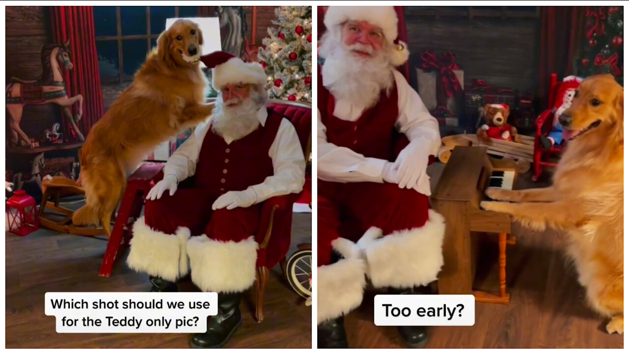 Dog and bun Christmas reals and video
