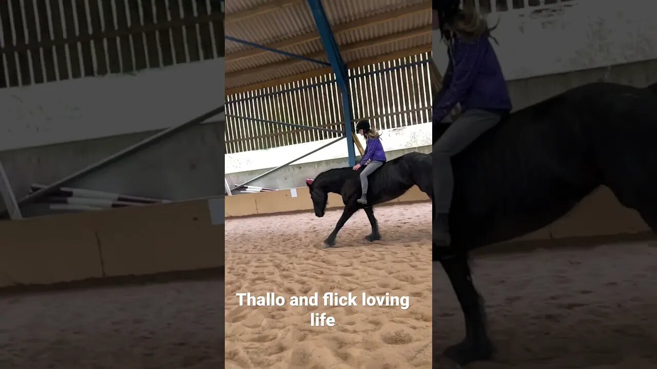 Thallo is loving freedom #viral #horse #equestrian #naturalhorsemanship #fyp #youtubeshorts #shorts