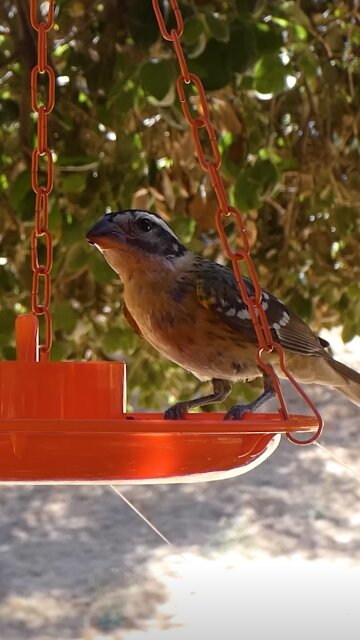 Black-headed Grosbeak🐦Afternoon Jelly Treat