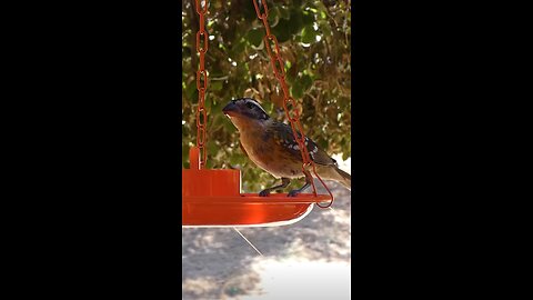 Black-headed Grosbeak🐦Afternoon Jelly Treat