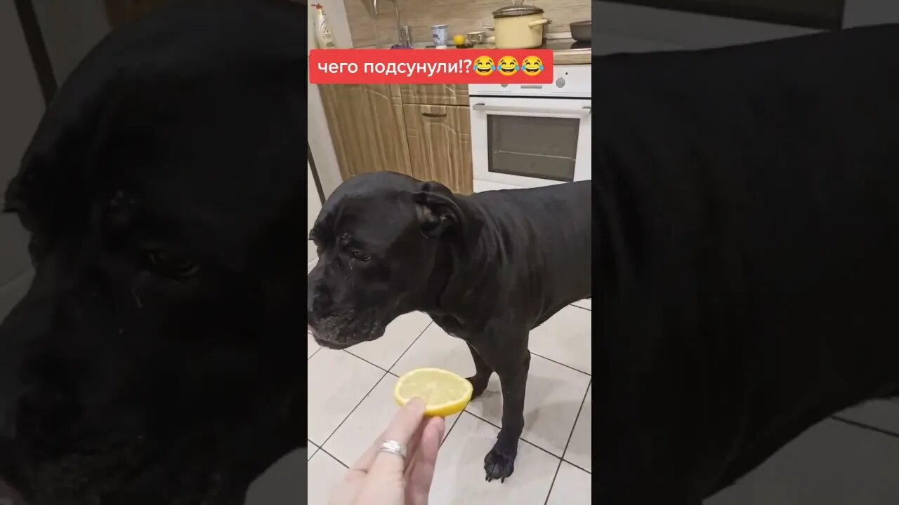 #shorts Смешные Собаки Из Тик Тока 120 Funny Dogs From Tiktok