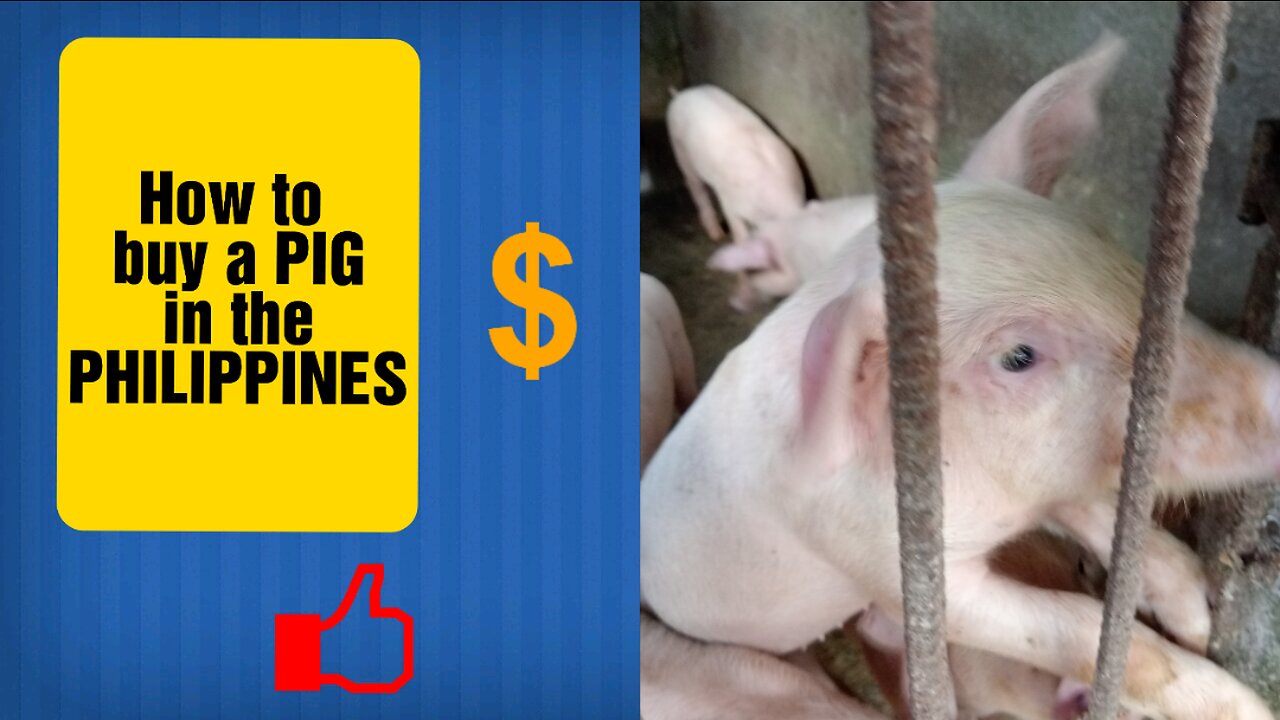 HOW TO BUY A PIG IN THE PHILIPPINES