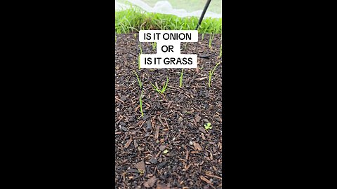 onion or grass