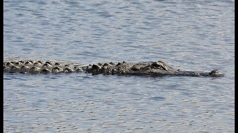 2-year-old boy found dead inside jaws of alligator following mass search