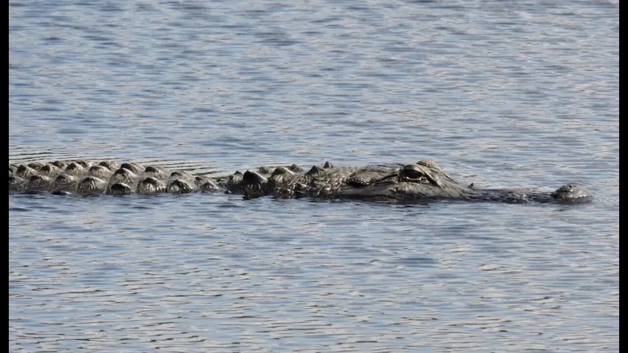 2-year-old boy found dead inside jaws of alligator following mass search