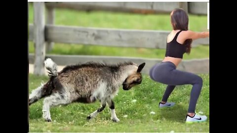 Sheep attacking funny compilation 😆🤣😄😂