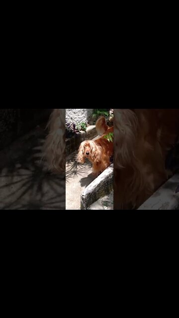 #dogshow, #animals , #dog , #shorts