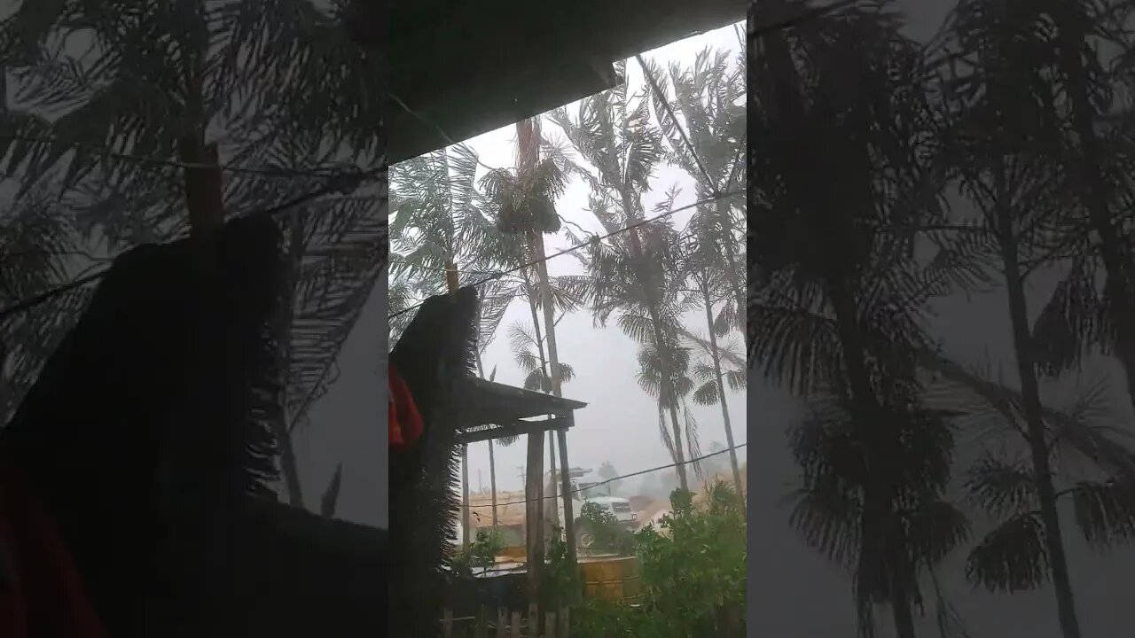 O vento quase arranco os pé de açaí...