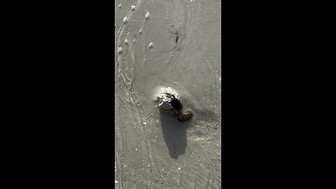 Alive Giant Atlantic Cockle! | 4K