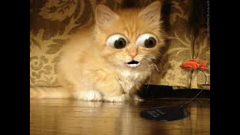 Funny cats and dogs Part 2