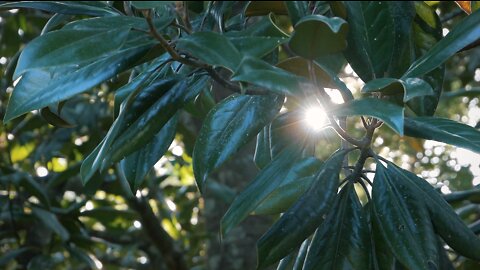 LUMIX G85 test footage