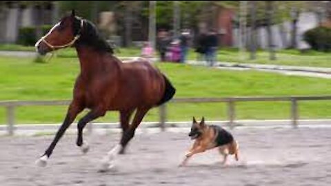 Dogs and Horses Playing Together Compilation