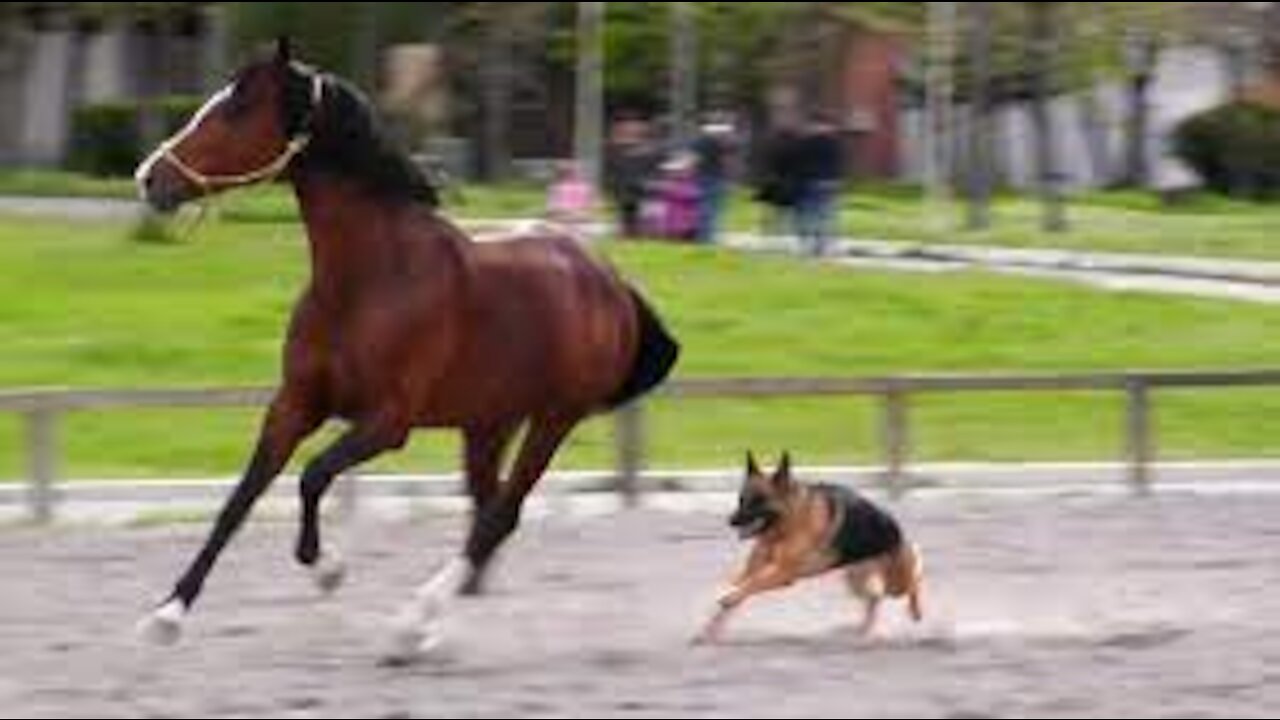 Dogs and Horses Playing Together Compilation