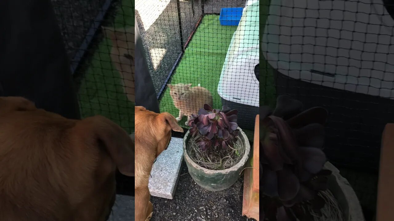 Introducing dog to the new cat enclosure