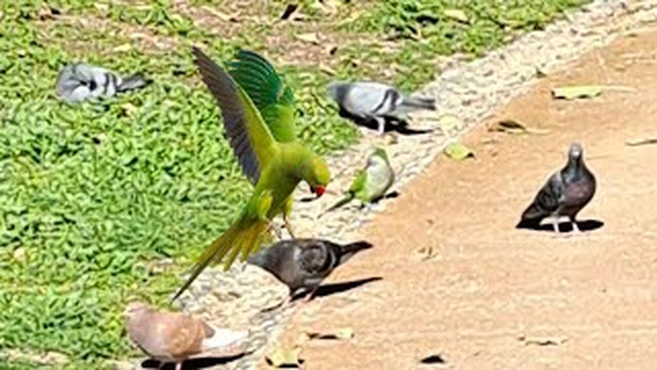Nature's Beautiful Birds |Exotic Parrots From Around the World