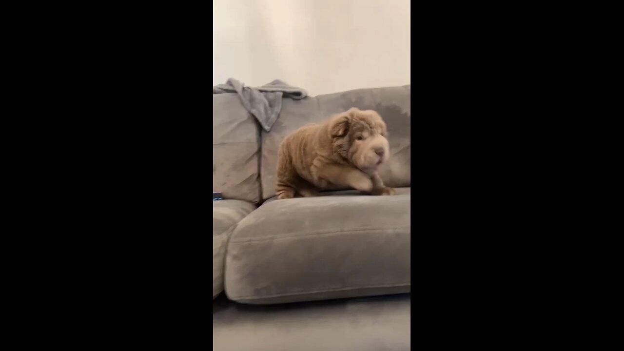 An Adorable Puppy