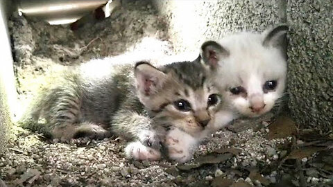 Brown tabby kitten sleeping in the back came out