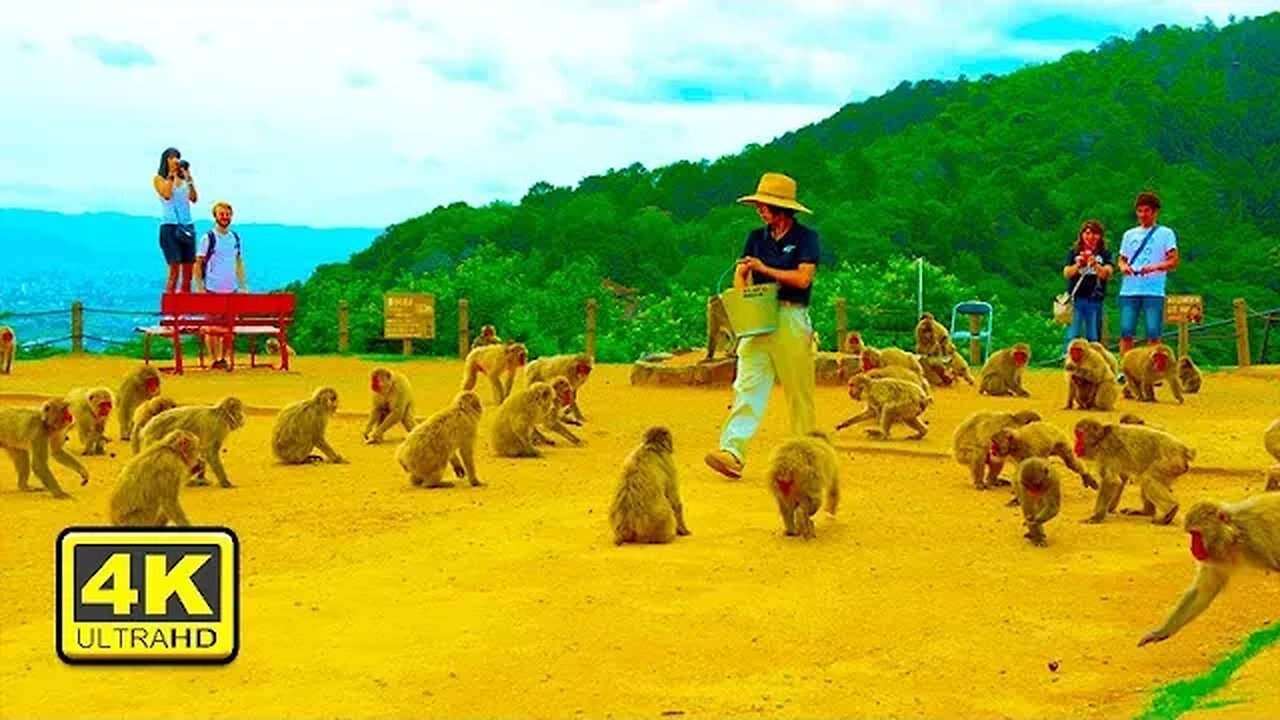 Walking in Arashiyama 4K ASMR