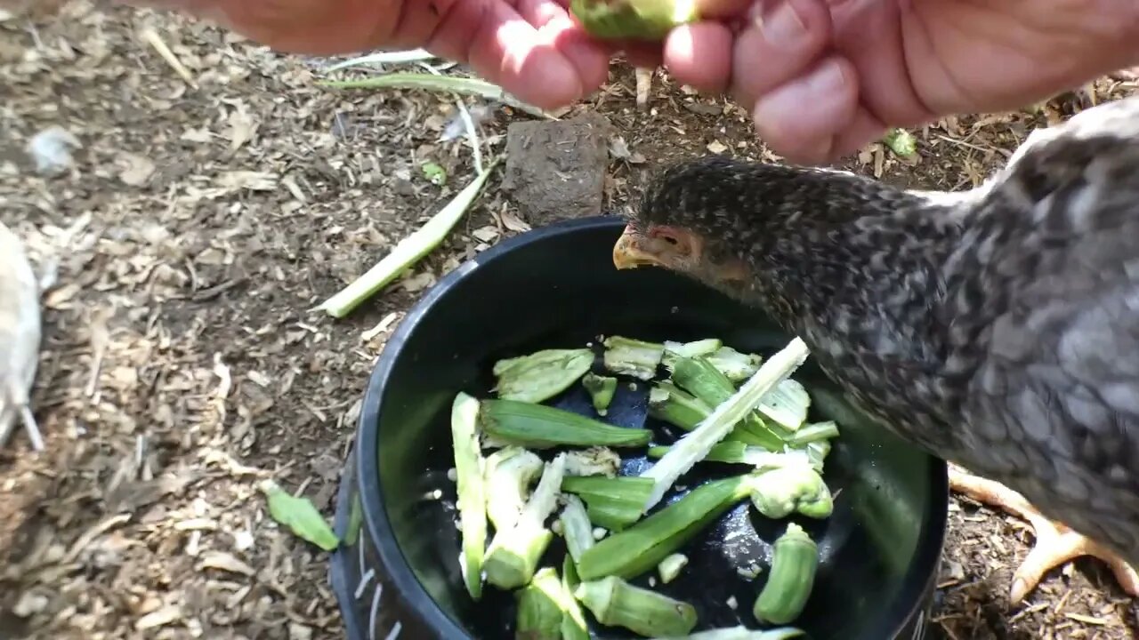 Do chickens like okra?