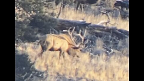 Scouting for bulls in Colorado