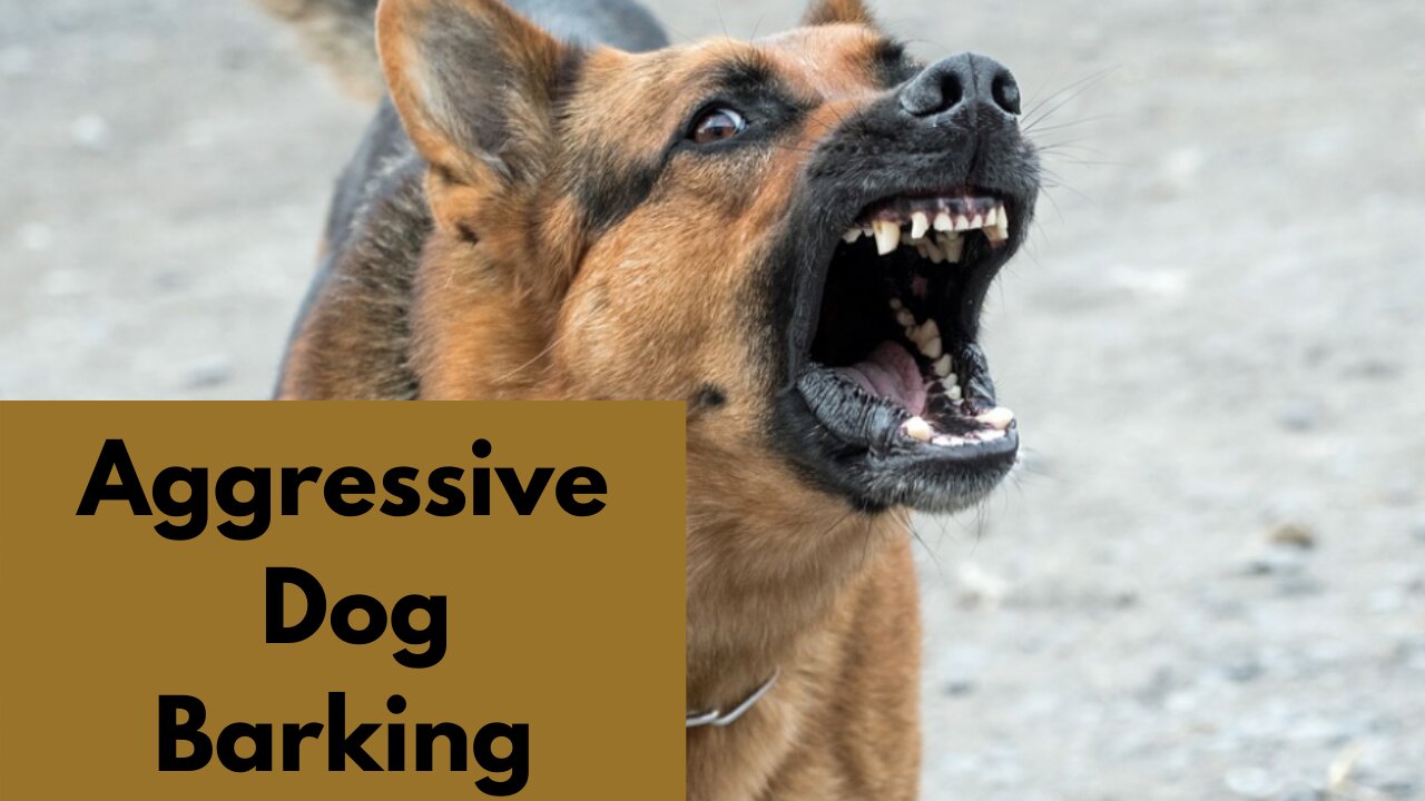 Aggressive Dog Barking Sound Effect | Kingdom Of Awais