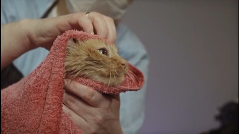 Cat photography after taking bath