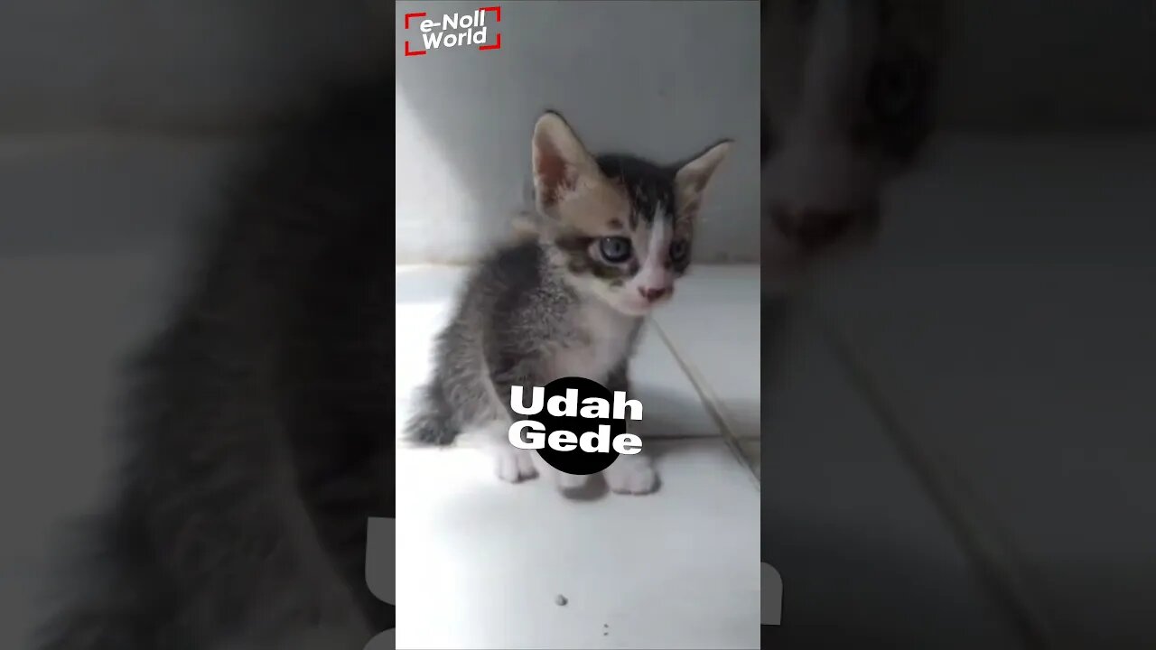 ❤️ ANAK KUCING GEMOY 💞 #shorts #pets #kucinglucu