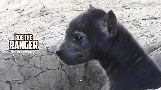 Watching Hyena Cubs At A Den | Maasai Mara Safari | Zebra Plains