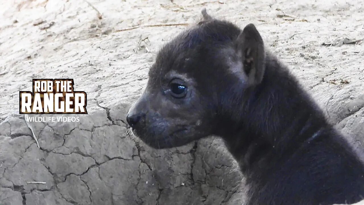 Watching Hyena Cubs At A Den | Maasai Mara Safari | Zebra Plains