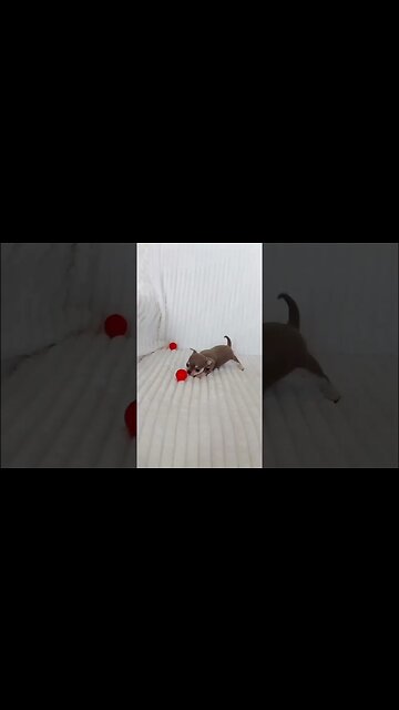 Watch this Chihuahua Do Something *So* Cute You Won't Believe It!