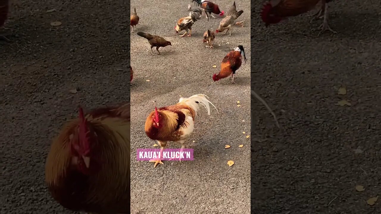 SUBSCRIBE & C HAWAI’I