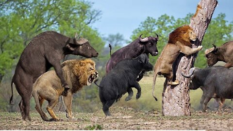 Lion vs Buffalo Battle