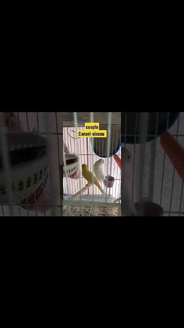 couple Canari-oiseau