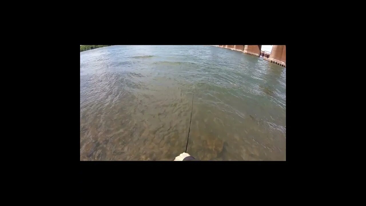 Cast netting in the Tennesssee River