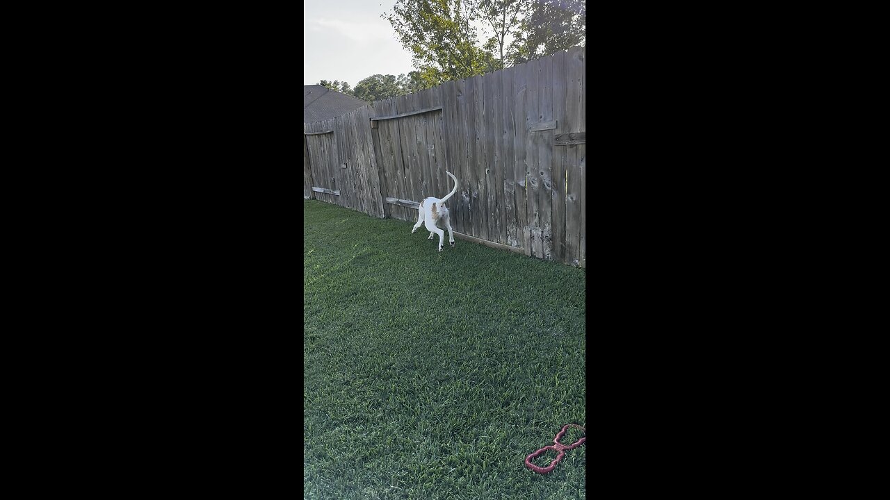 Zeke thinks he is a gazelle