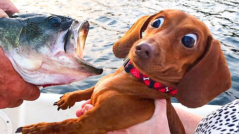 Best Funny Animal Videos of the year (2024)