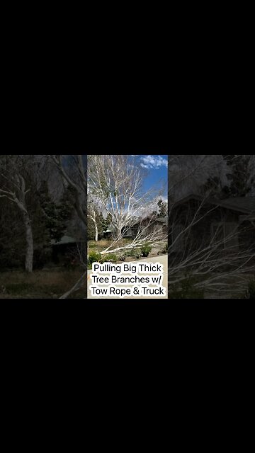 Tree Pruning | Pulling Big Thick Tree Branches w/ Tow Rope & Truck | Does it Fall on our House?