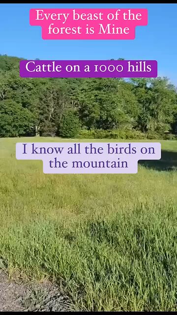 God knows the birds. He own the cattle #psalm 50 #bible #God #Jesus #shorts #cattle #birds