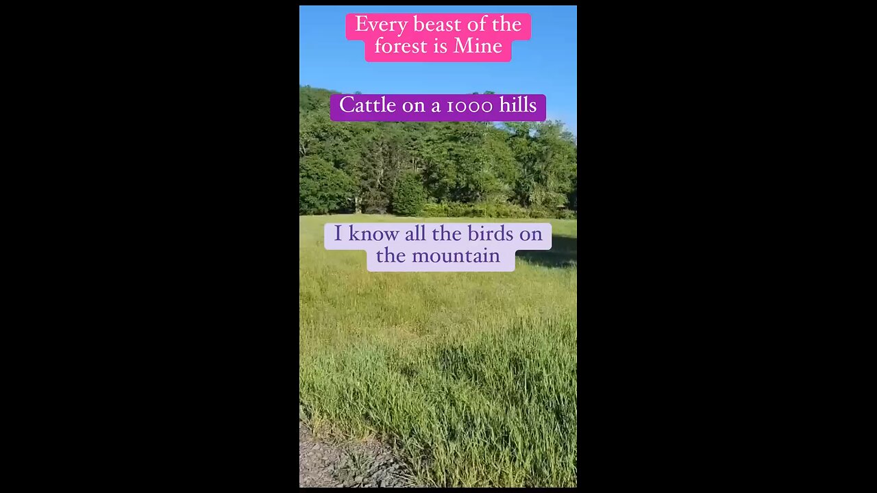 God knows the birds. He own the cattle #psalm 50 #bible #God #Jesus #shorts #cattle #birds