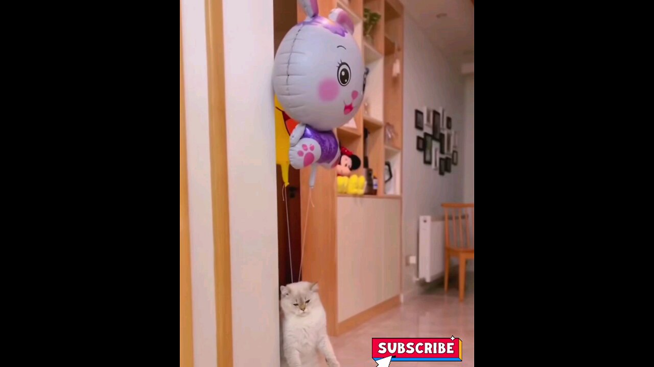 Super cute kitten in air🐱 trending video