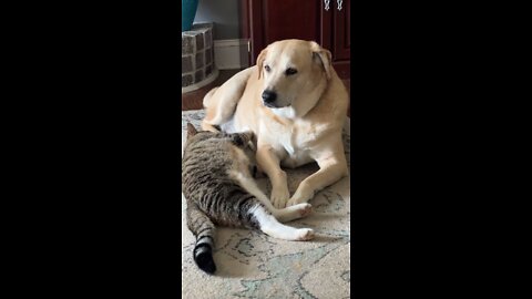 Dog and Cat playtime