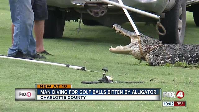 Gator bites diver on Charlotte County golf course