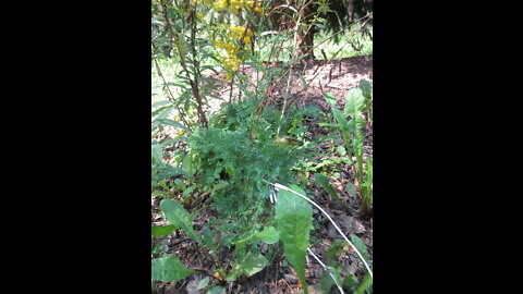 Just a Small Town Tree Juniper Tree Sept 2021