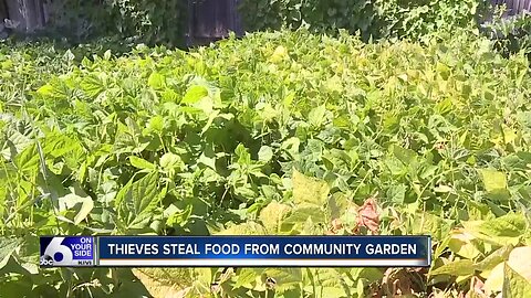 Thieves steal food from community garden for low-income refugees