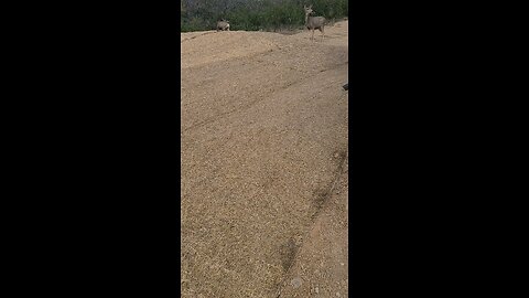 jobsite wildlife.