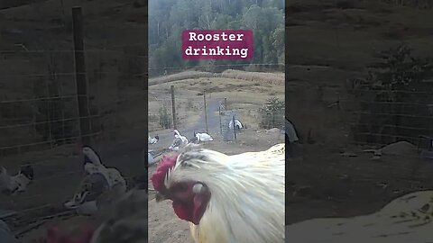 Rooster drinking. Farm surveillance