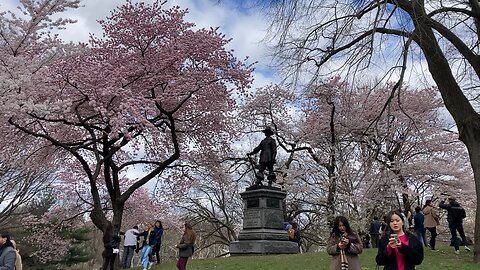 Pilgrim Statue - Cherry Blossoms in Central Park