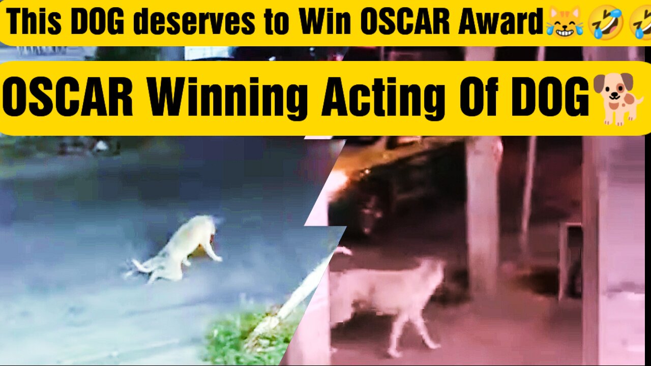 Oscar Winning Acting Of DOG 🐕dog pretends to be a handicapped just for crossing road🤣#Dog