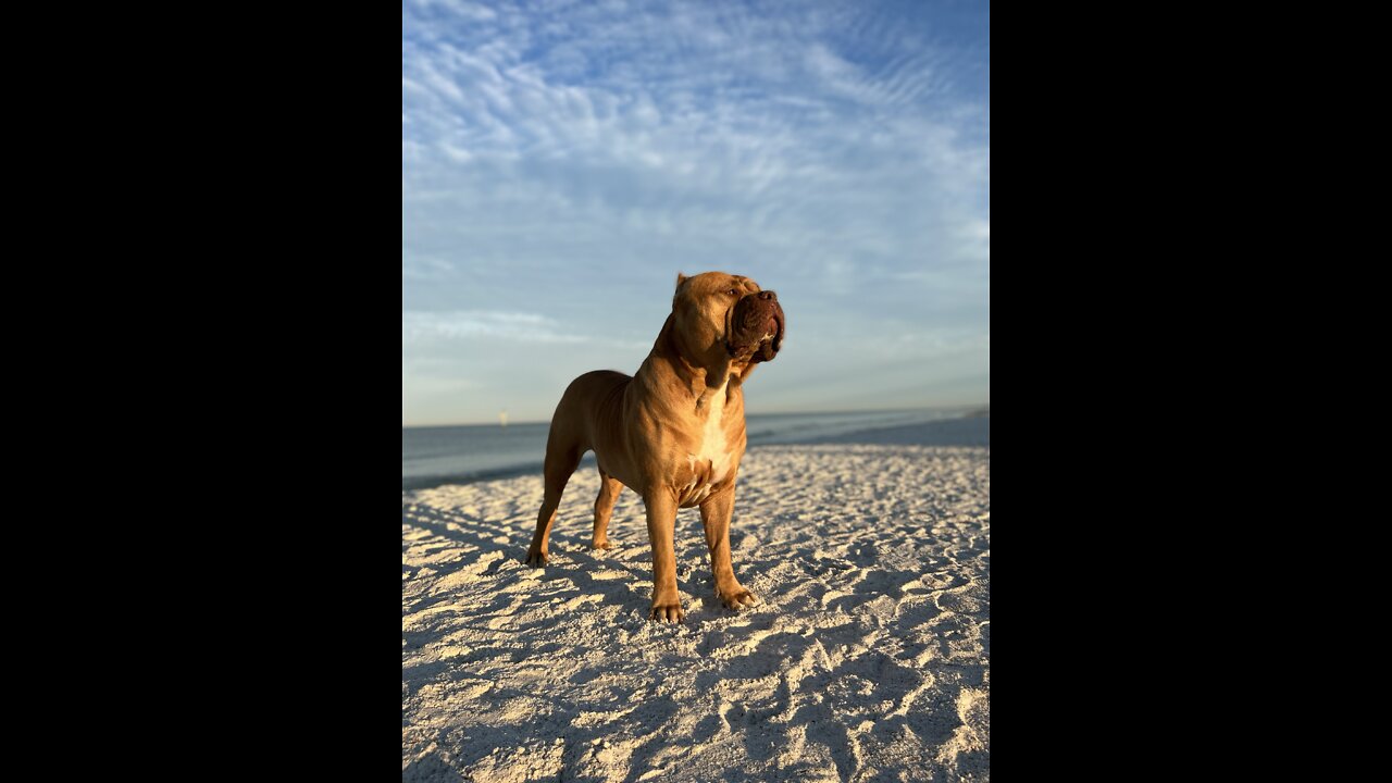 GIANT PIT BULL enjoys morning stroll on the beach! 🦁☀️🏝